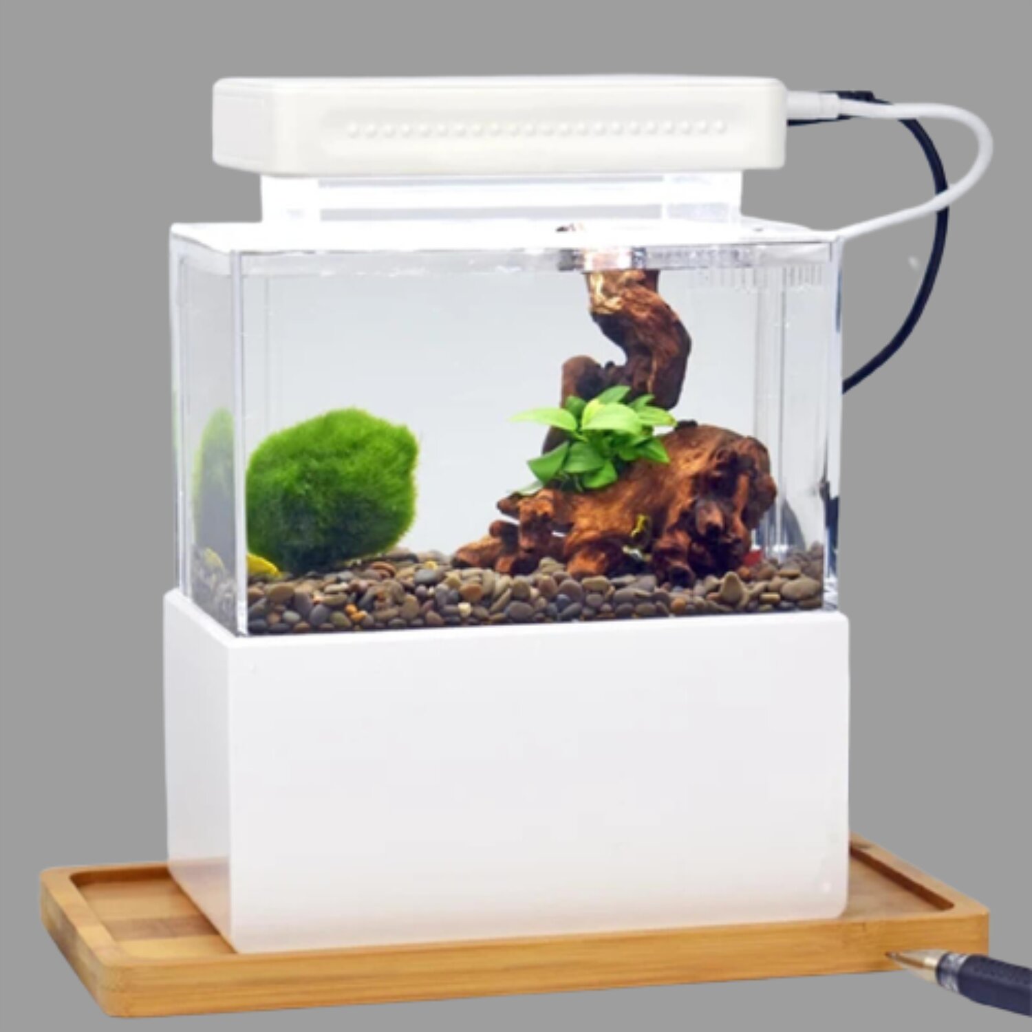 Tucker Murphy Pet™ Ajaipal 0.2 Gallons Rectangle Aquarium Tank | Wayfair