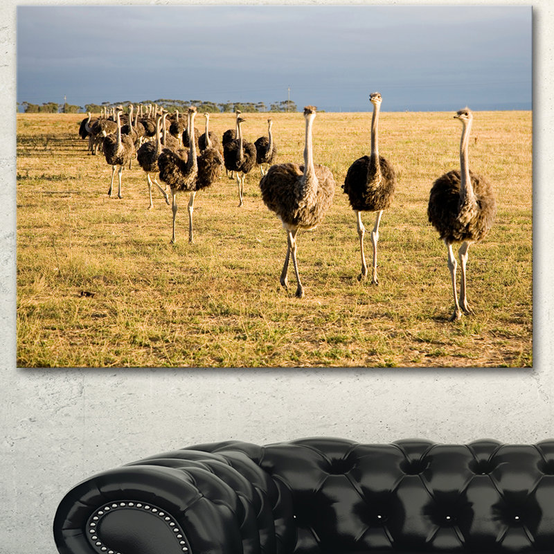Designart Ostriches Walking In South Africa Photographic Print On Wrapped Canvas Wayfair