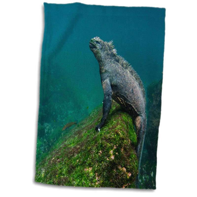 East Urban Home Leonard Marine Iguana Underwater Fernandina