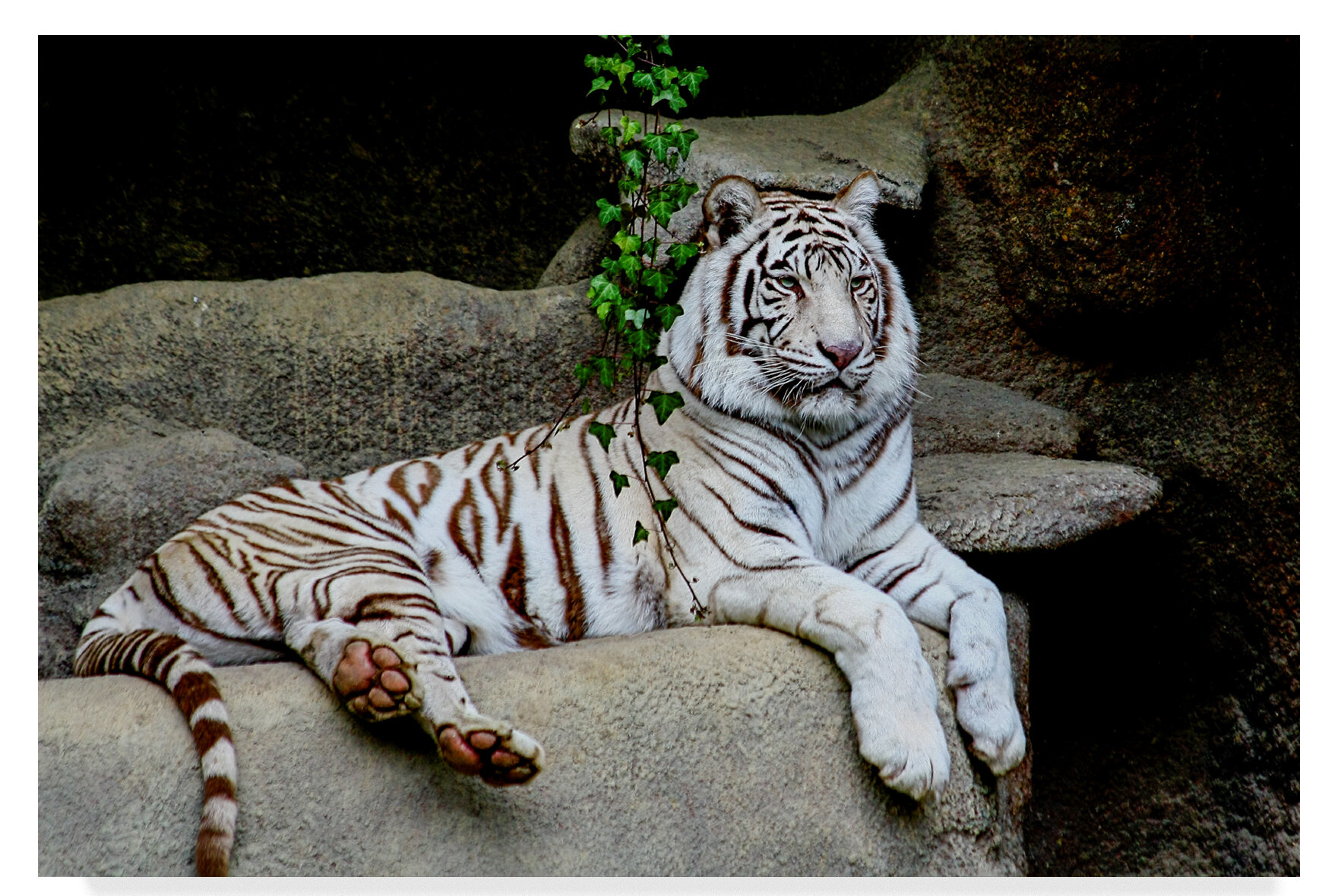 Trademark Art White Tiger On Cliff Photographic Print On Wrapped Canvas Wayfair