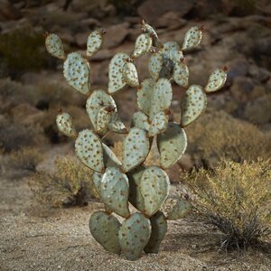 Prickly Pear Cactus Garden Art