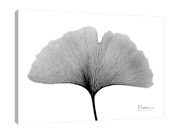 Inverted Ginkgo 1 by Albert Koetsier - Wrapped Canvas Print