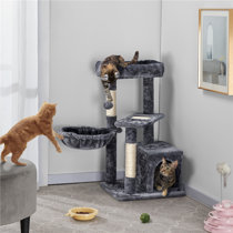 black cat tree care
