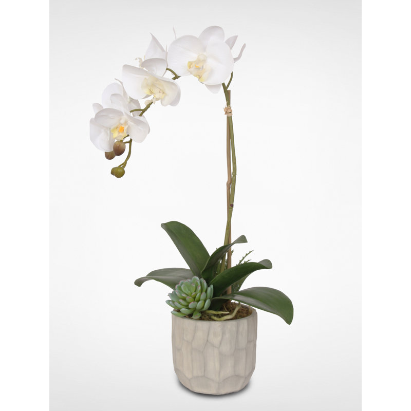 World Menagerie Orchids Floral Arrangements In Pot Wayfair
