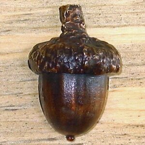 Acorn Novelty Knob