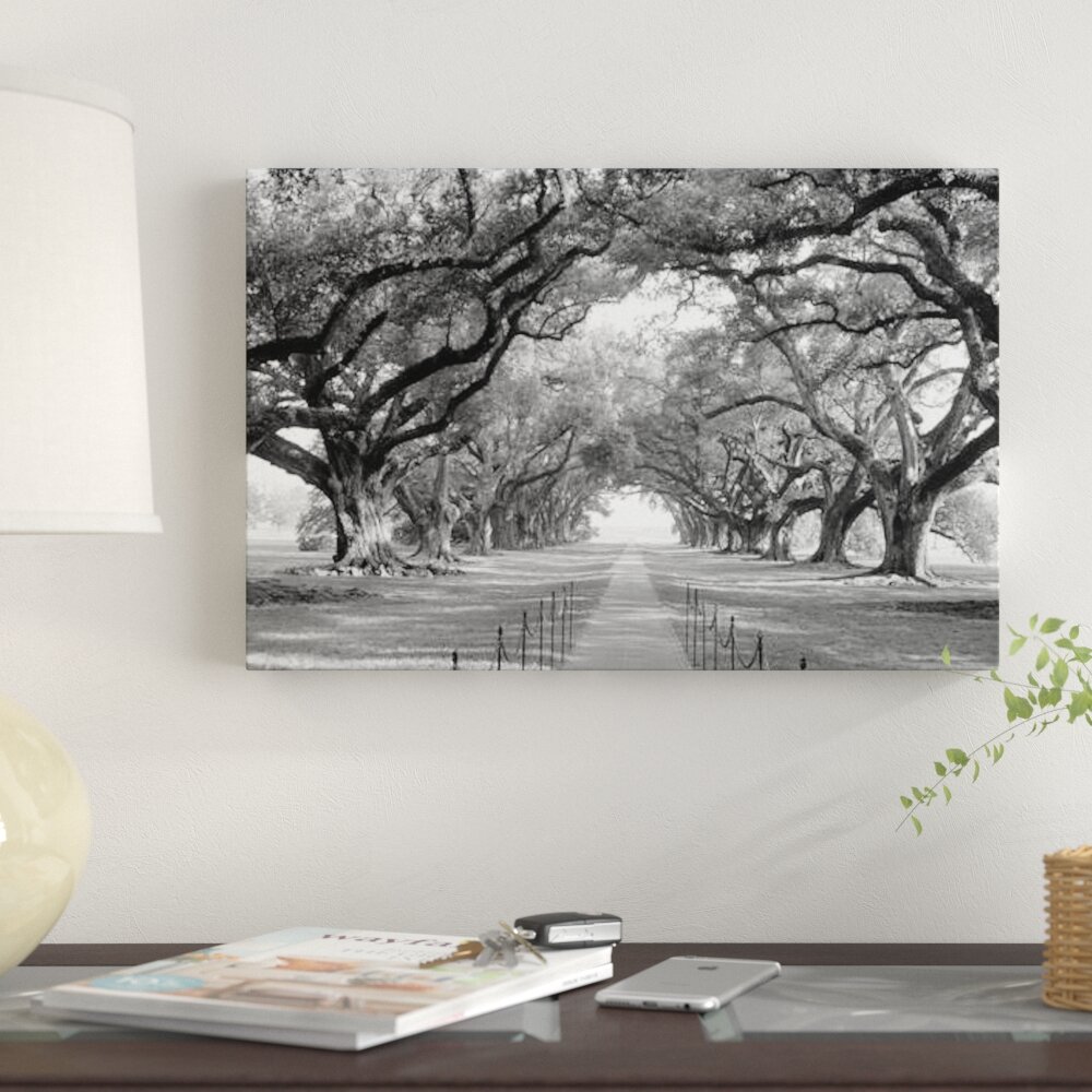 Louisiana trees set of 3 digital download digital photography nature print oak tree wall decor gallery wall printable
