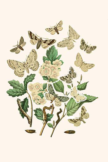 Buyenlarge European Butterflies And Moths By W F Kirby Graphic Art Print Wayfair