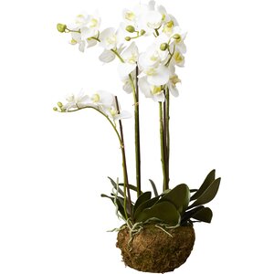 Phalaenopsis Faux Floral Orchids Flowers