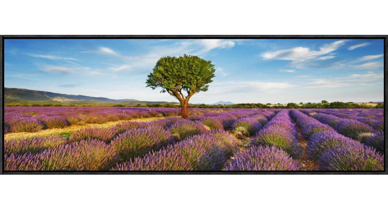Global Gallery Lavender Field And Almond Tree Provence France By Frank Krahmer Framed Photographic Print On Canvas Wayfair Mission wayfair's mission is to help people find the perfect product at the right price. wayfair