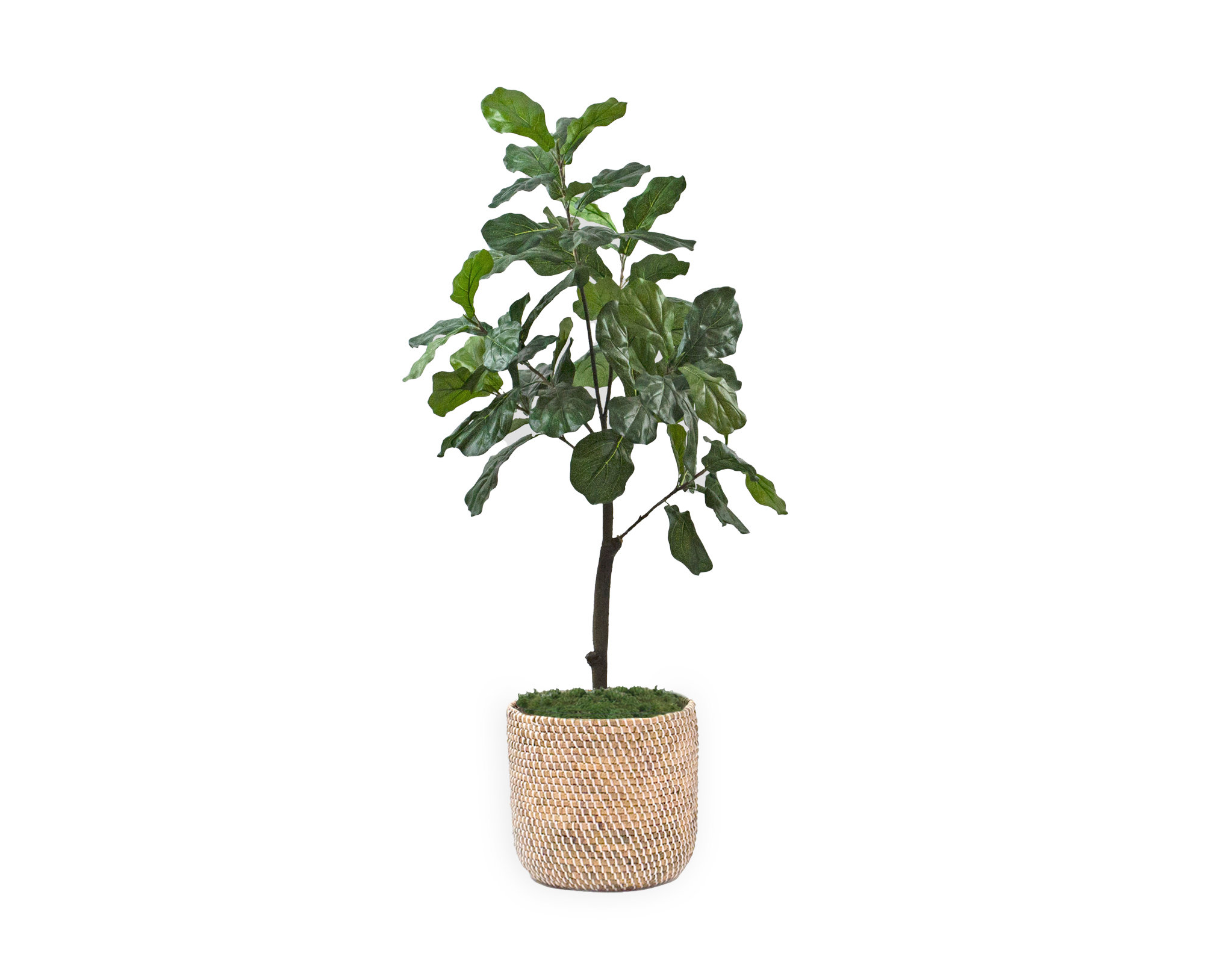 Primrue 66'' Faux Fiddle Leaf Fig Tree in Rattan Basket Wayfair