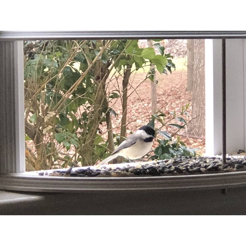 Paradise Birdhouses View Window Tray Bird Feeder Wayfair