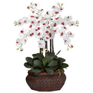 Large Flower Arrangements You Ll Love Wayfair Large Phalaenopsis Silk Flower Arrangement In White