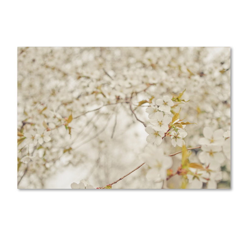 Trademark Art White Cherry Blossoms By Ariane Moshayedi Photographic Print On Wrapped Canvas Wayfair