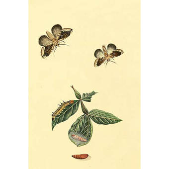 Buyenlarge Surinam Butterflies Moths And Caterpillars By Jan Sepp Graphic Art Print Wayfair