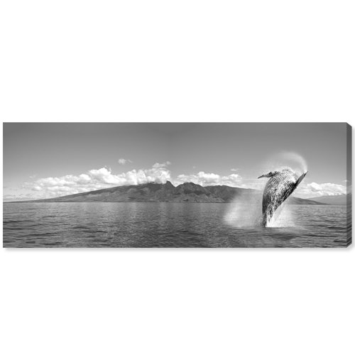 Breaching Humpback Whale Black and White by David Fleetham - Wrapped Canvas Panoramic Photograph Print East Urban Home Size: 50.8cm H x 152.4cm W x 3.