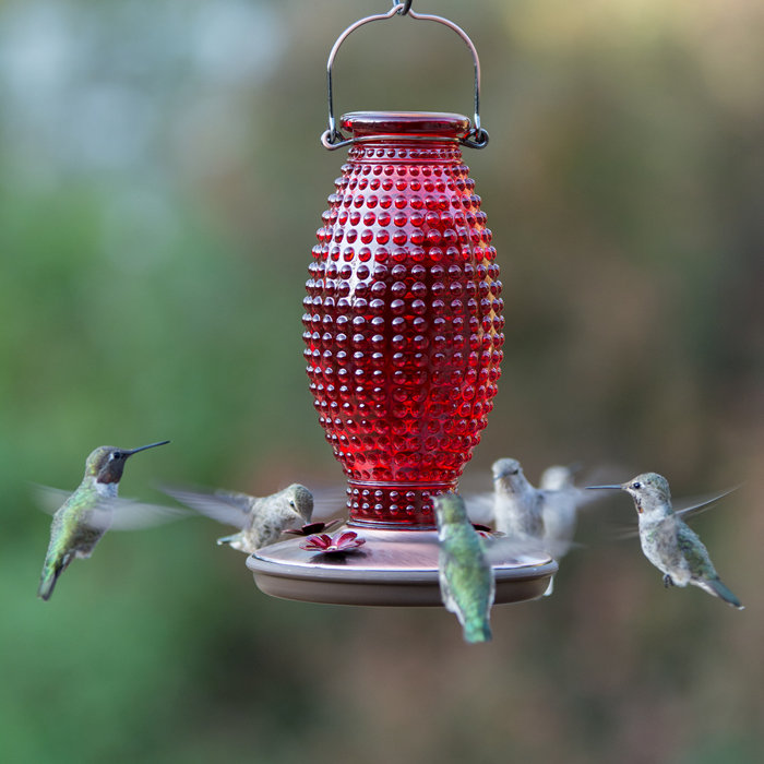 Perky Pet Hobnail Vintage Hummingbird Feeder Reviews Wayfair Ca