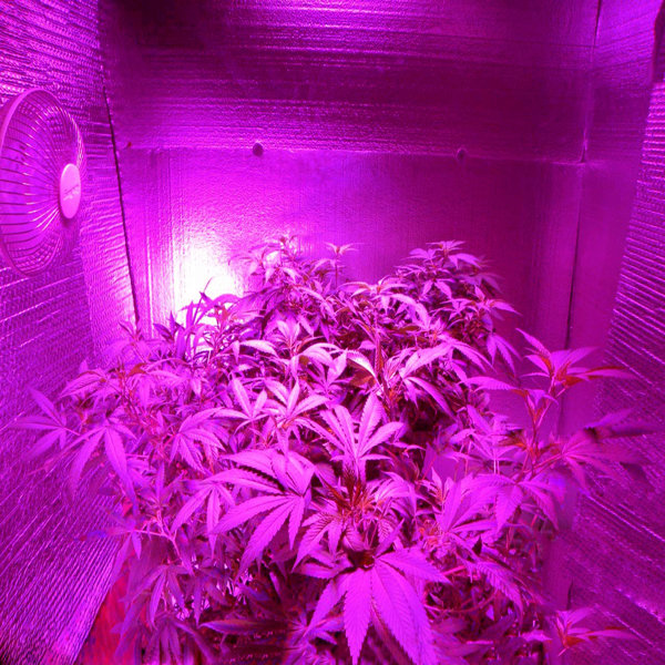 Torchstar 14w Br40 Led Plant Full Spectrum Hydroponic Grow Light