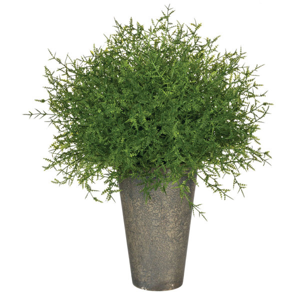 Feather Fern Plant in Pot &amp; Reviews | Joss &amp; Main