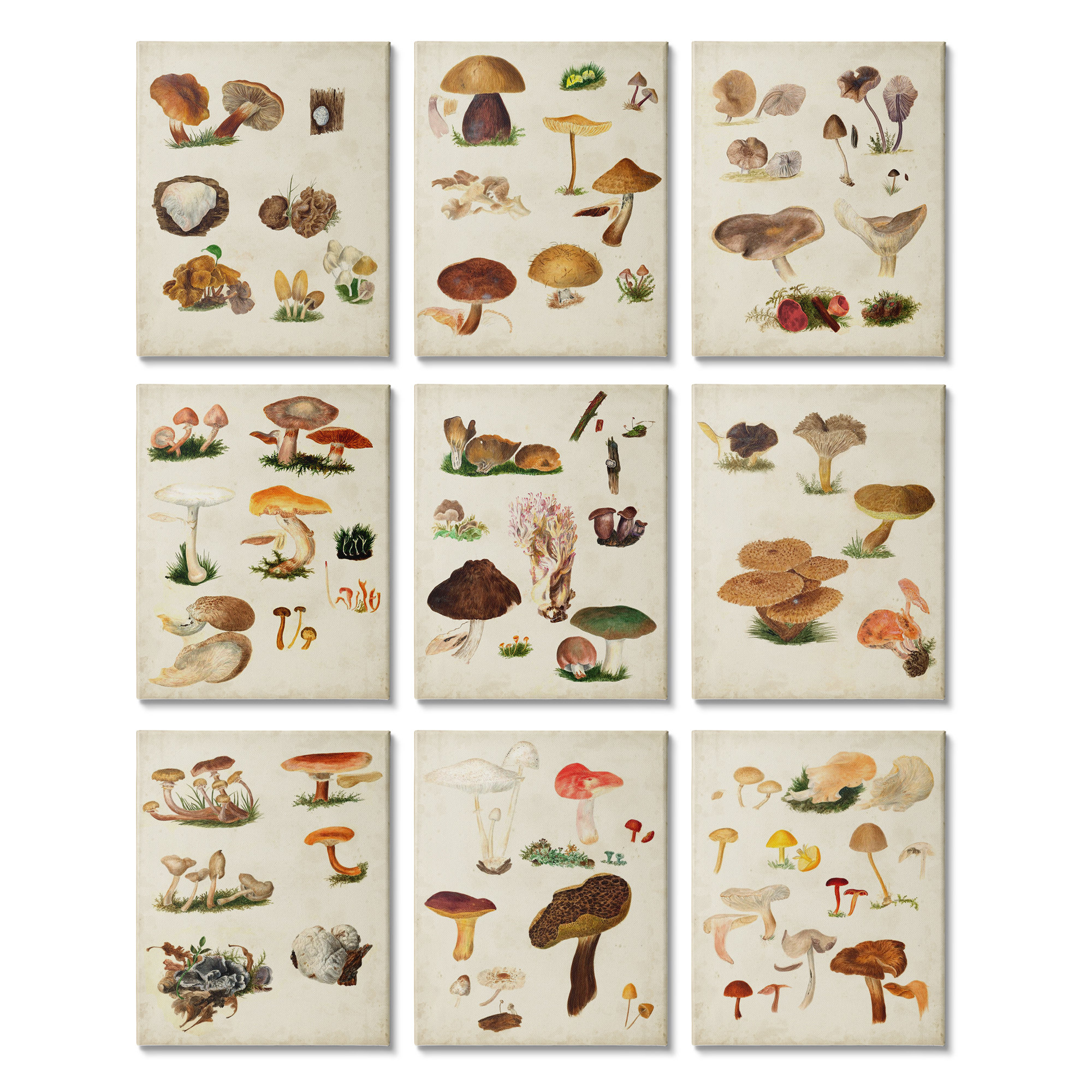 Stupell Industries Various Rustic Mushrooms Vegetal Nature Study ...