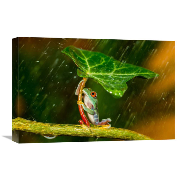 Global Gallery Ohh Noo Its Raining By Kutub Uddin Graphic Art On Wrapped Canvas Wayfair