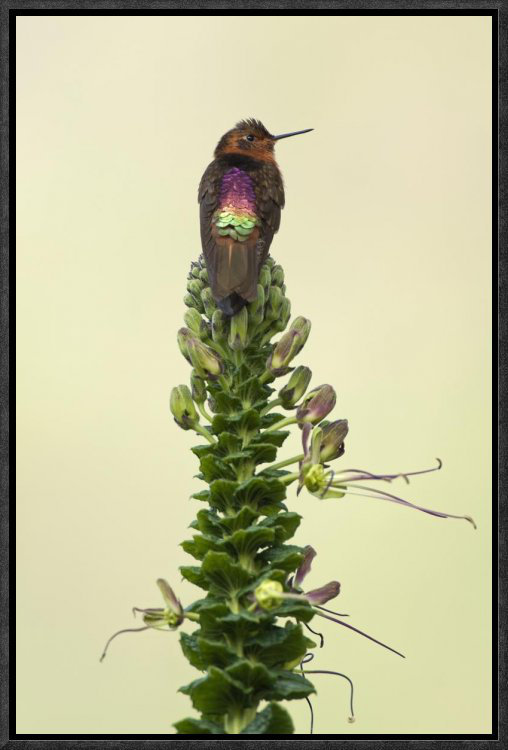 East Urban Home Shining Sunbeam Hummingbird Framed Photographic Print On Canvas Wayfair