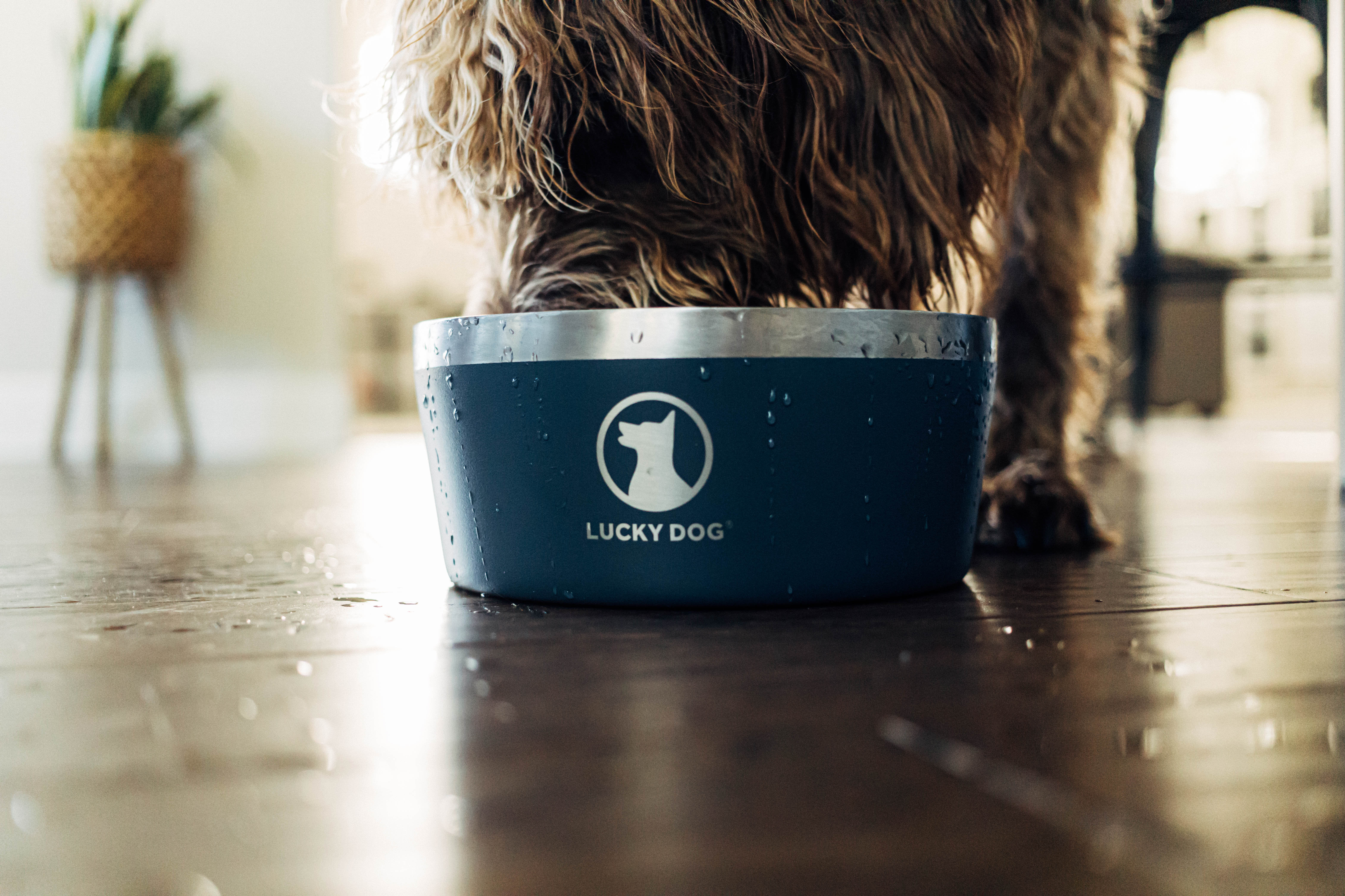 Lucky Dog Dog Bowl & Reviews | Wayfair