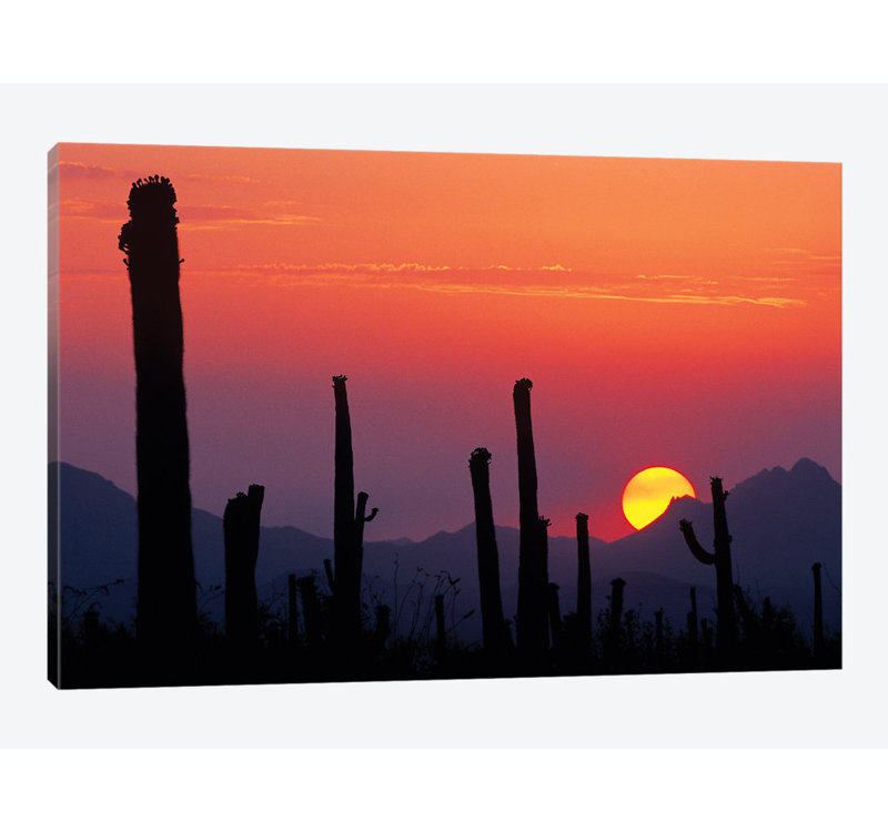 East Urban Home Saguaro Cacti At Sunset Ii Saguaro National Park