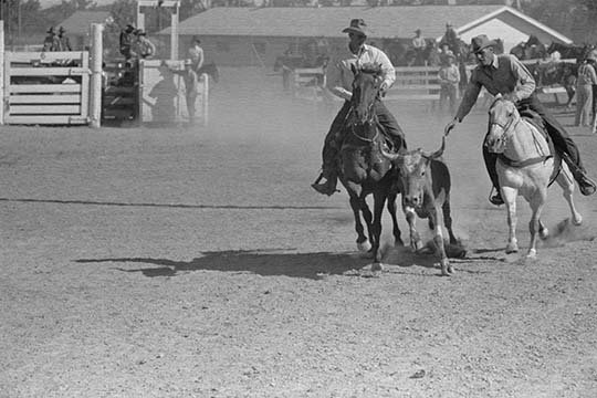 Buyenlarge Bulldogging By Arthur Rothstein Unframed Photograph Print Wayfair