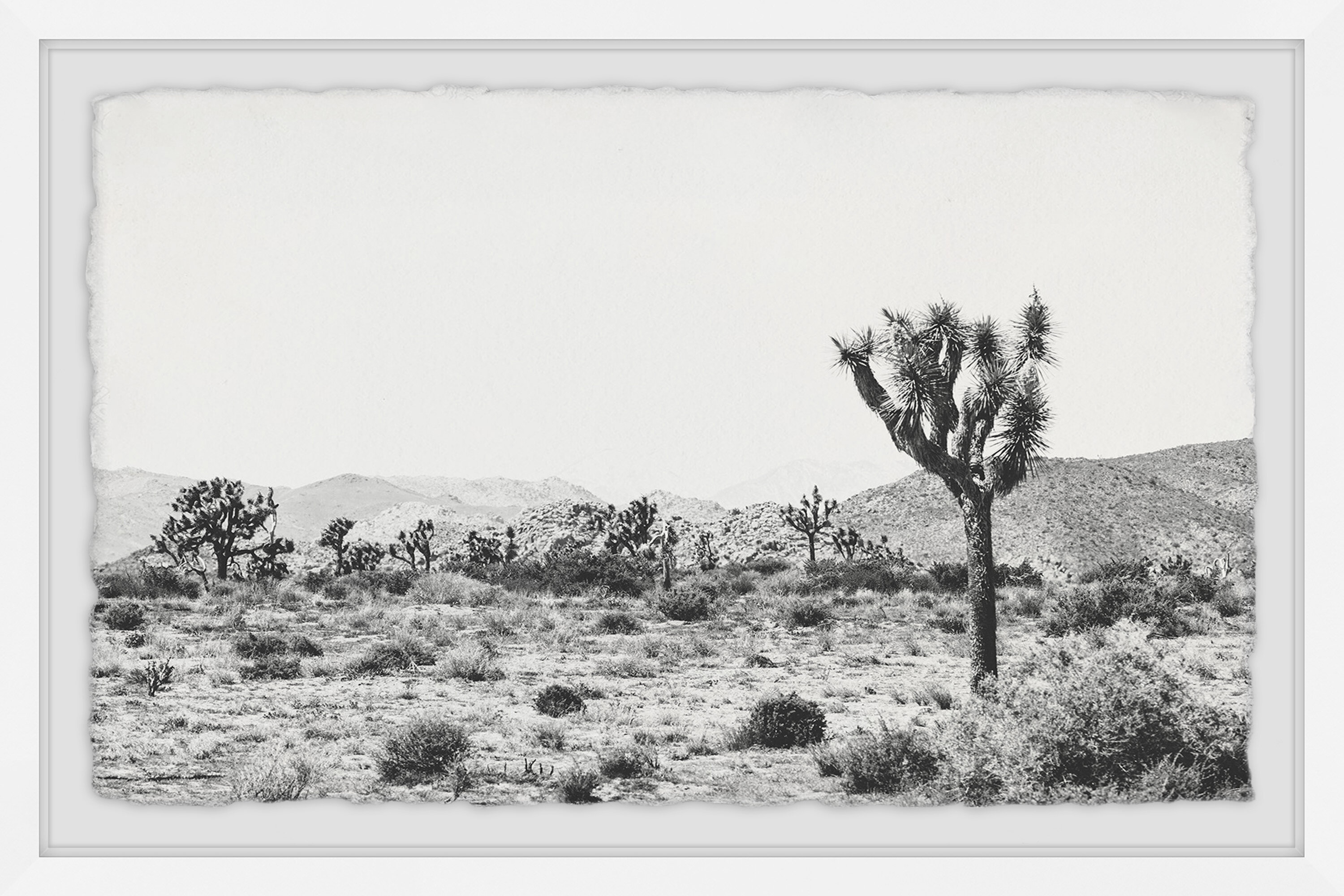 Mistana Joshua Tree Framed Photographic Print Wayfair