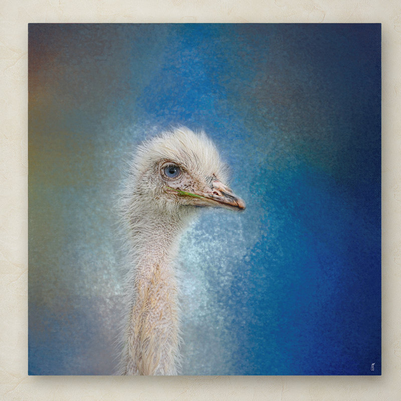 Trademark Art Blue Eyed Beauty Ostrich Graphic Art Print On