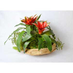 Exotic Bromeliad in Wood Bowl