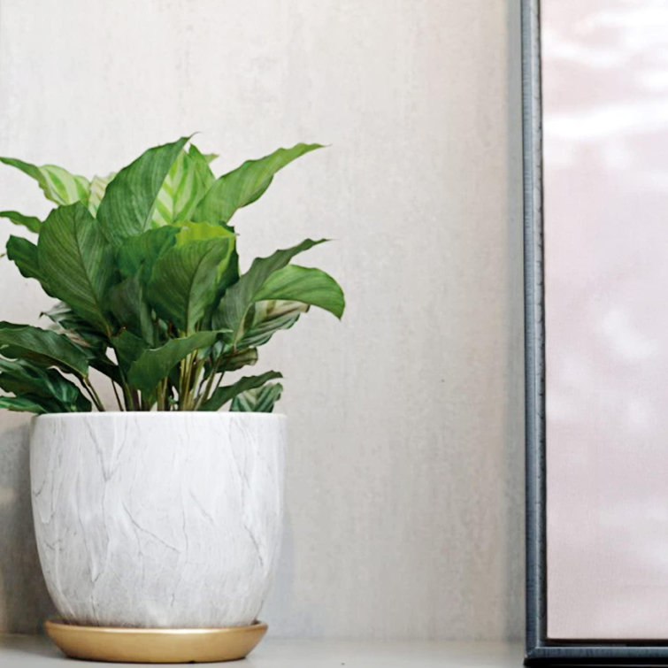 Flower Pot Outdoor 5.5 Inch Ceramic Planters Indoor Plants 7 Inch Plant Pot with Drainage and Saucer 7+5.5 Plant Pot and Gold Saucers Inculded Marble Planter Pink Indoor Pots for Plants Flower Pot Outdoor 5.5 Inch Ceramic Planters Indoor Plants 7 Inch Plant Pot with Drainage and Saucer 7+5.5 Plant Pot and Gold Saucers Inculded Marble Planter Pink Indoor Pots for Plants
