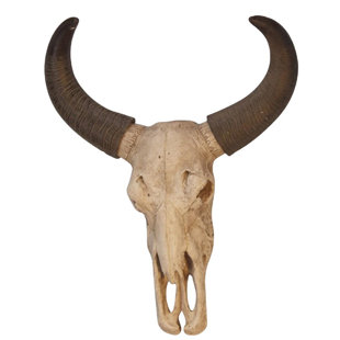 Animal Skull Wall Decor Wayfair Co Uk