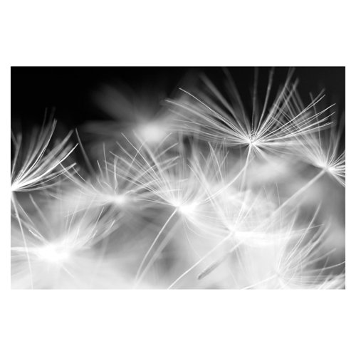 Moving Dandelions 2.9m x 4.32m Textured Matte Peel & Stick Wall Mural East Urban Home