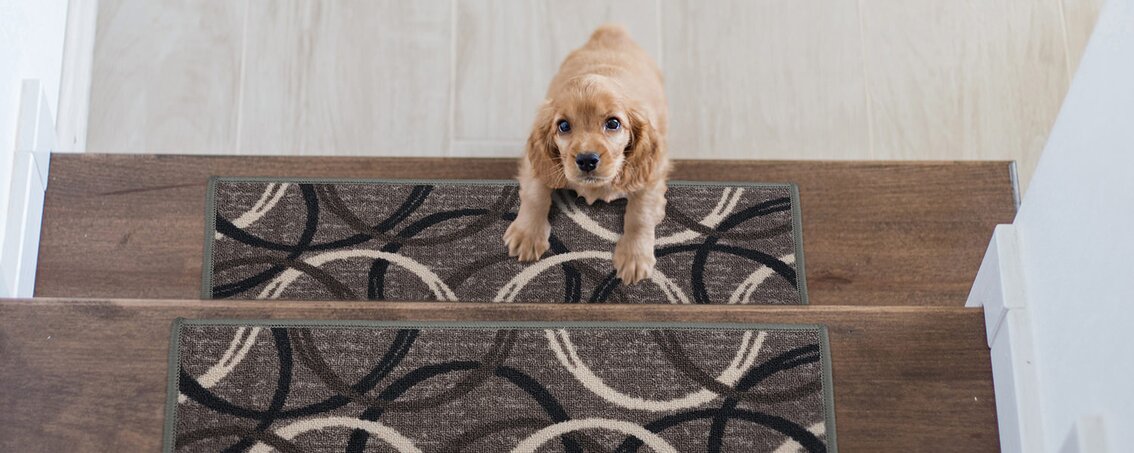 Stair Tread Rugs You'll Love in 2022 | Wayfair.ca