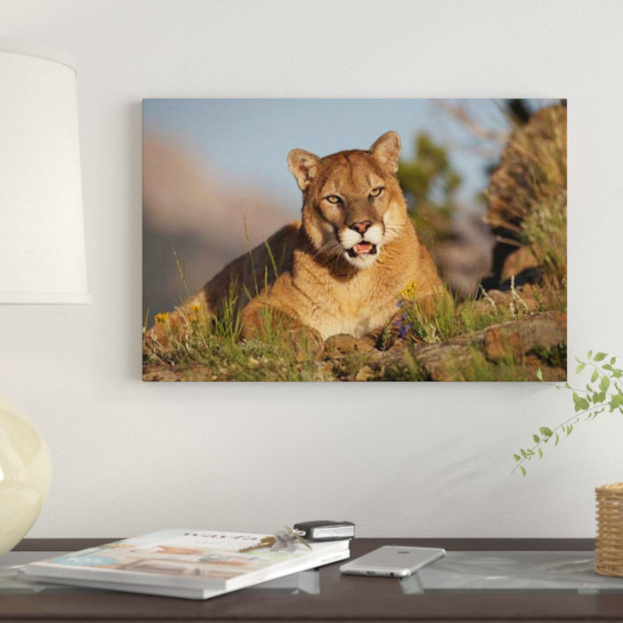 East Urban Home Mountain Lion Portrait North America I