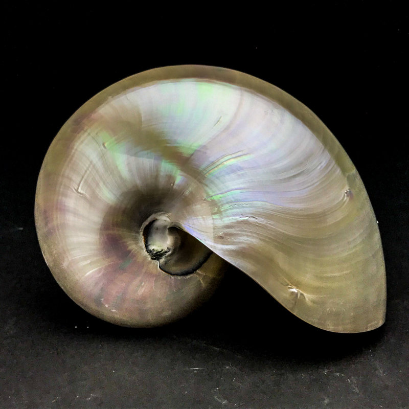 Astro Gallery Of Gems White Chambered Nautilus Shell Perigold