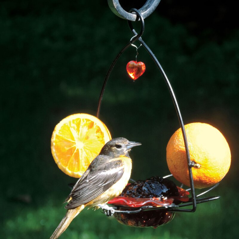 Birds Choice Oriole Decorative Bird Feeder & Reviews | Wayfair