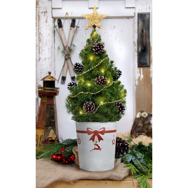 Alcott Hill Fresh Cut 22 Live Alberta Spruce Potted Christmas