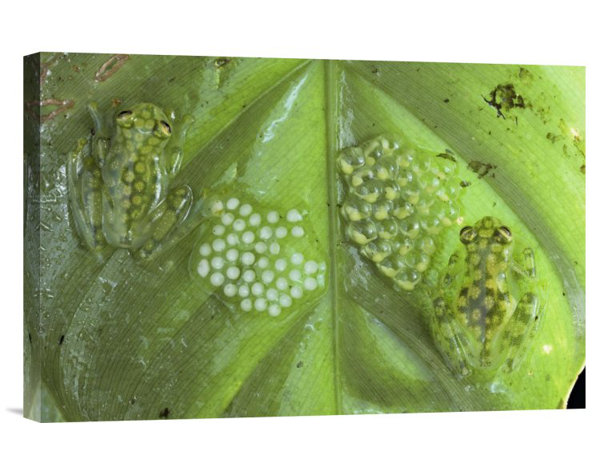 Frog With Glasses Canvas Wayfair