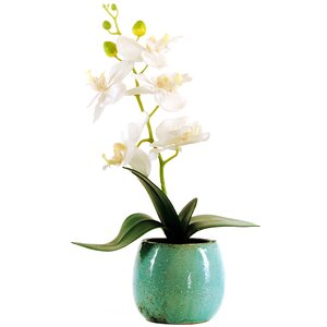 Phalaenopsis Orchid in a Distressed Pot with Faux Dirt