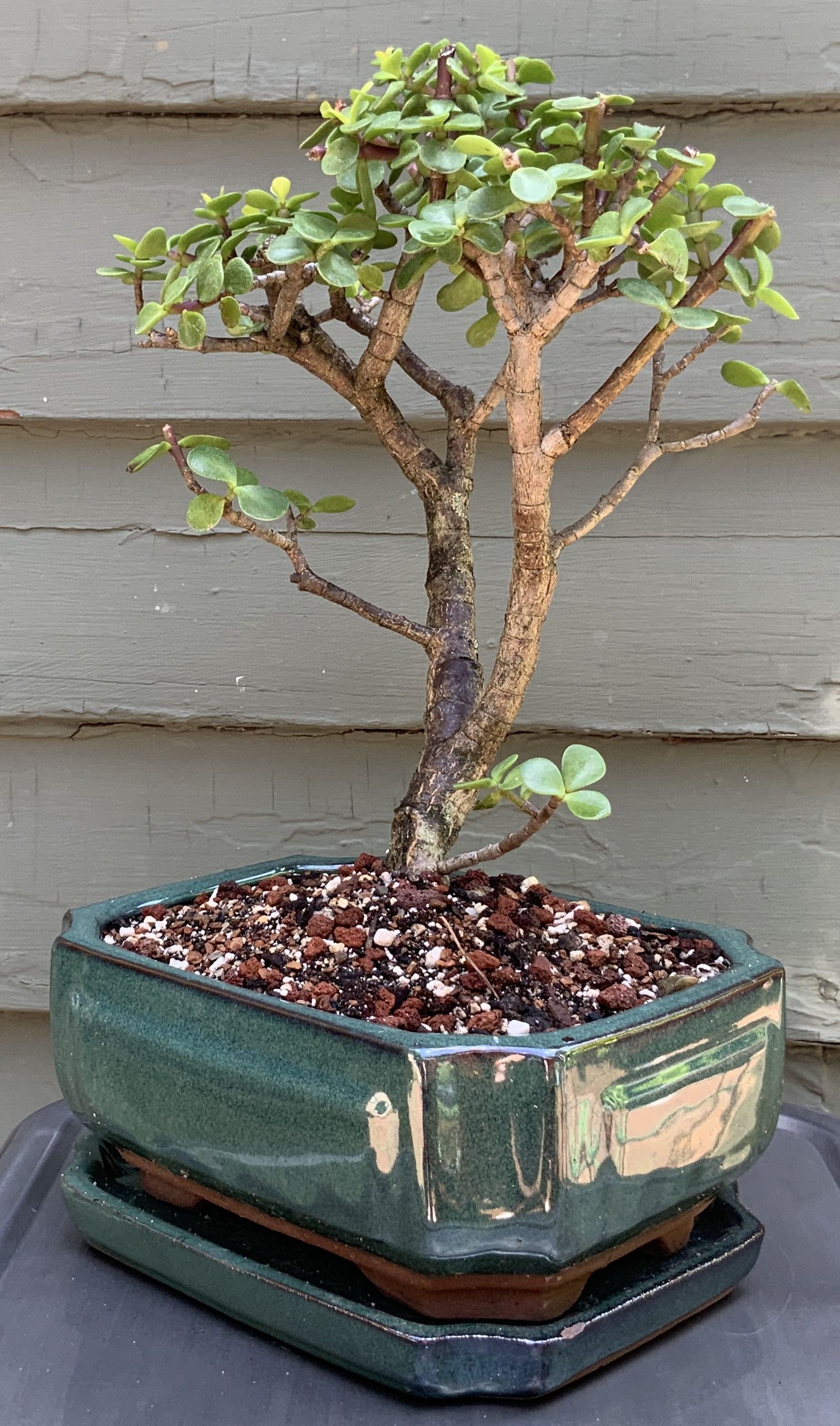Bonsai Artificial Tree 16 Inch In Ceramic Pot 