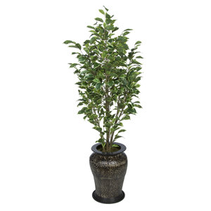 Ficus Tree in Decorative Vase