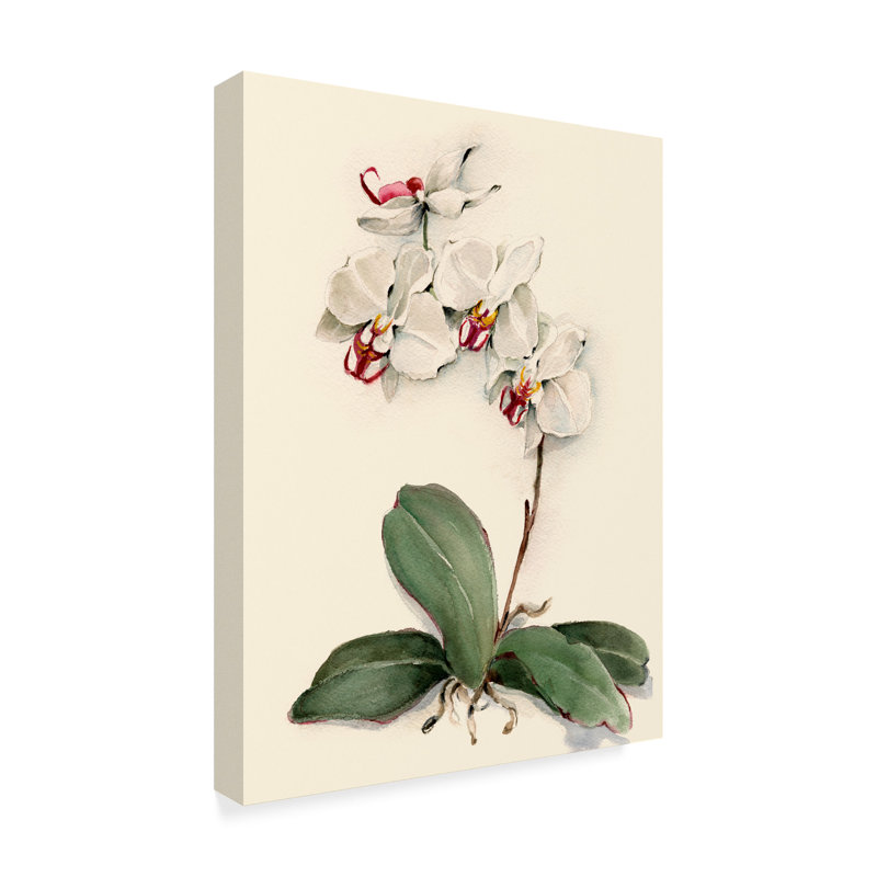 Charlton Home Phalaenopsis Red Throat Orchid Acrylic Painting