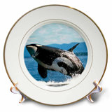 Whale Bowls Wayfair