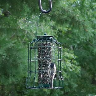 Augustin Wire Tube Bird review