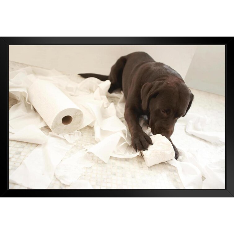 Latitude Run® Dog Lying On Bathroom Floor Playing Toilet Paper Bathroom  Decor Photo Photograph Matted Framed Art Wall Decor 26X20 - Picture Frame  Print | Wayfair