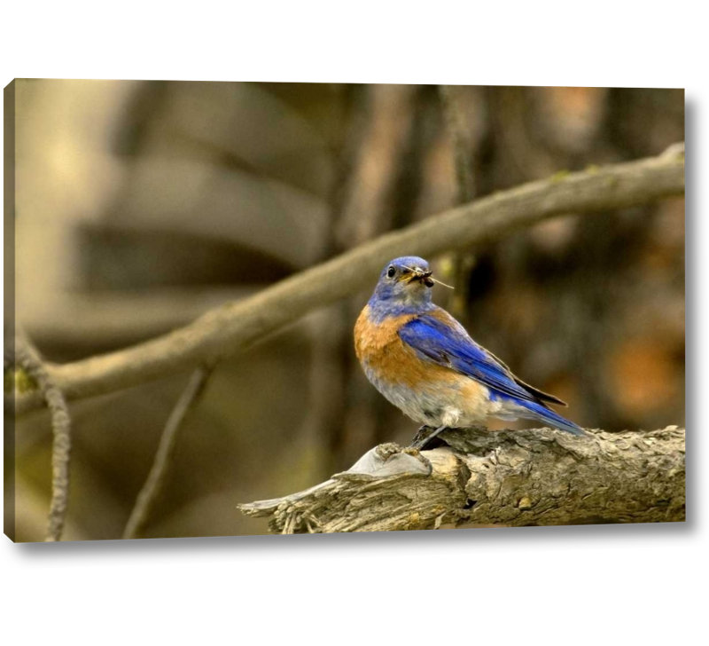 Winston Porter Wa Yakima Western Bluebird With Food For Chicks