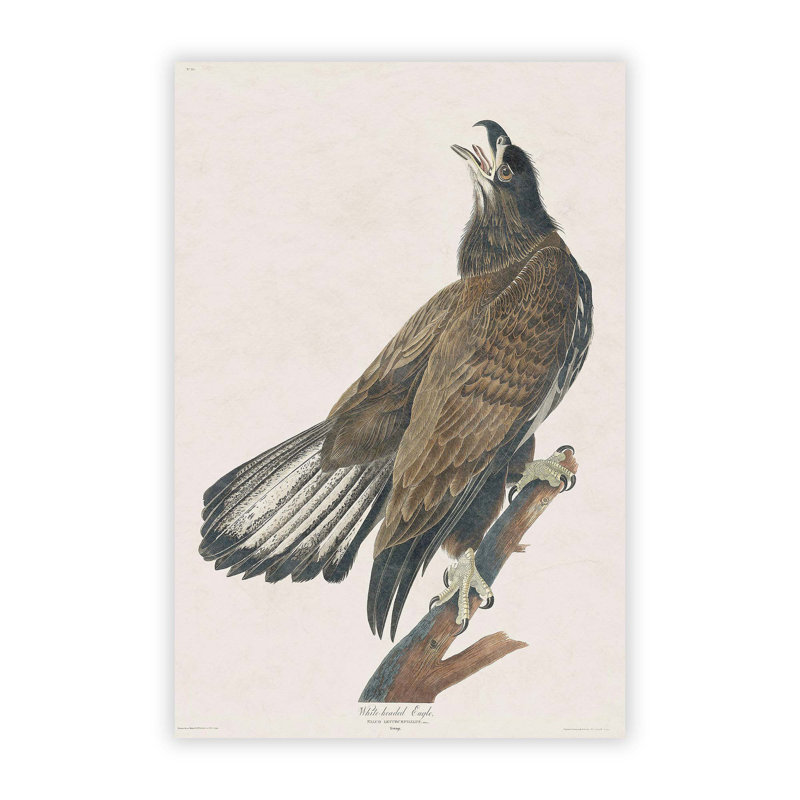 East Urban Home 'White-Headed Eagle' by John James Audubon ...