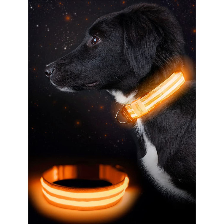 high visibility dog collar